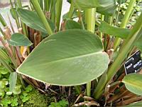 Thalia Dealbata (fam Marantacees) (sud-est USA) (2) (Photo F. Mrugala)